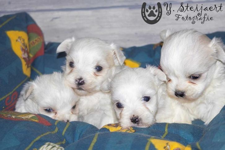 schattige maltezer pups, beide ouders zijn aanwezig, Dieren en Toebehoren, Honden | Chihuahua's en Gezelschapshonden, Meerdere dieren