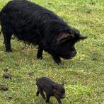 Kune kune biggen (nog 3 ), Meerdere dieren, Varken, 0 tot 2 jaar