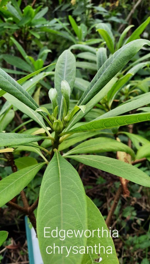 Edgeworthia chrysantha, Tuin en Terras, Planten | Tuinplanten, Ophalen