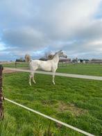 Gouden merrie, Dieren en Toebehoren, Paarden, Merrie, Springpaard, Gechipt, 11 jaar of ouder