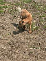Geiten betje, Dieren en Toebehoren, Schapen, Geiten en Varkens, Vrouwelijk, Geit, 0 tot 2 jaar