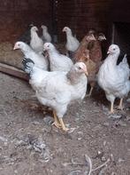 Sussex kippen, Dieren en Toebehoren, Pluimvee
