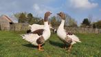 2 Ganzen (koppel), Dieren en Toebehoren, Pluimvee, Meerdere dieren, Gans of Zwaan