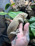 Koppel Leachianus gecko, Hagedis, Tam, 3 tot 6 jaar