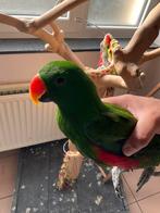Electus, Dieren en Toebehoren, Vogels | Parkieten en Papegaaien, Mannelijk, Papegaai, Pratend
