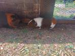 Cavia beertje geboren op 8 april, Dieren en Toebehoren, Knaagdieren, Cavia