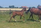 BWP merrieveulen, Merrie, Springpaard, Gechipt, 0 tot 2 jaar