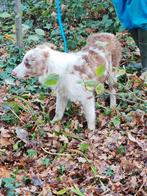Border collie reutje, Dieren en Toebehoren, België, Particulier, Reu, CDV (hondenziekte)