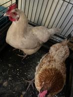 2 pondeuses, Dieren en Toebehoren, Pluimvee | Toebehoren, Ophalen, Gebruikt, Overige typen