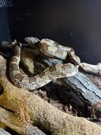 Boa imperator dame, Dieren en Toebehoren, Reptielen en Amfibieën