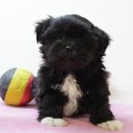 Lhasa Apso - Belgische pups te koop, België, CDV (hondenziekte), 8 tot 15 weken, Meerdere