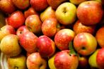 Bio peren en appels gratis zelfpluk, Ophalen