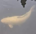 Witte Japanse koi, Dieren en Toebehoren, Vissen | Vijvervissen