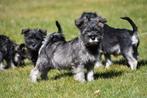 Chiots Schnauzer nains à vendre, 15 semaines à 1 an, Étranger, Chien (mâle), Parvovirose