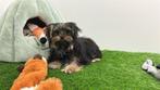 Yorkshire Terrier Puberpups, Dieren en Toebehoren, Honden | Jack Russells en Terriërs, Yorkshire Terriër, België, 15 weken tot 1 jaar