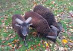 3 moutons de soay, Boeken, Ophalen