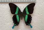 Papilio blumei VLINDERS, 12€/ex, Ophalen of Verzenden, Zo goed als nieuw, Insect, Opgezet dier