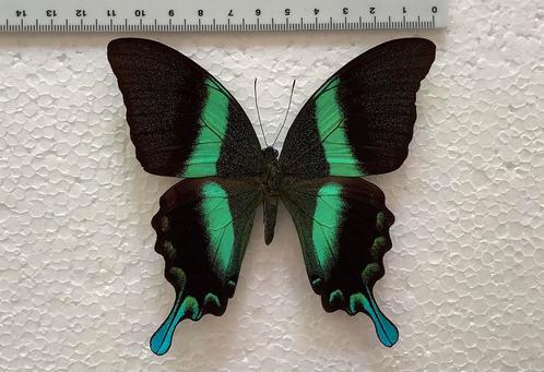 Papilio blumei VLINDERS, 12€/ex, Verzamelen, Dierenverzamelingen, Zo goed als nieuw, Opgezet dier, Insect, Ophalen of Verzenden