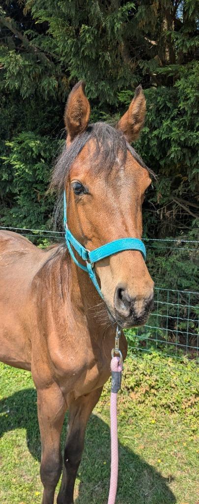 Jeune cheval bonnes origines CSO, Dieren en Toebehoren, Paarden, Hengst, Niet van toepassing, 160 tot 165 cm, 0 tot 2 jaar, Springpaard