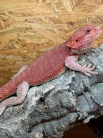 Male extreme red, Animaux & Accessoires, Reptiles & Amphibiens, Lézard, 0 à 2 ans