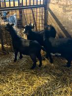 Vrouwelijke geitjes, Vrouwelijk, Geit, 0 tot 2 jaar