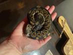 Python regius baby, Serpent, Domestique, 0 à 2 ans