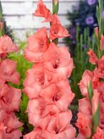 1 gladiool spic en span in bloei , bij aankoop van 8 planten, Ophalen, Winter