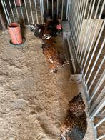 Brahma proselein groothoenderd haan, Meerdere dieren, Kip