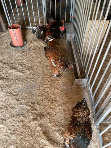 Brahma proselein groothoenderd haan, Plusieurs animaux, Poule ou poulet