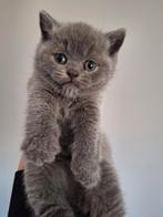 British shorthair avec pedigree, Animaux & Accessoires, Chats & Chatons | Chats de race | Poil ras, Avec pedigree, Plusieurs animaux