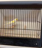 Mooie geel mozaïeken te koop, Meerdere dieren, Kleurkanarie