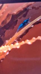 Sympathieke blauwe garnalen, reeds mooi op formaat, Dieren en Toebehoren, Vissen | Aquariumvissen