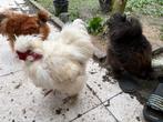 Hanen te koop, Dieren en Toebehoren, Pluimvee, Mannelijk, Kip
