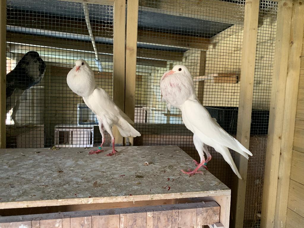 Koppel witte brunners, Dieren en Toebehoren, Meerdere dieren, Kropper