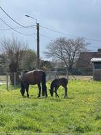 Weidemaatje gezocht, Dieren en Toebehoren, Stalling en Weidegang, Weidegang, 1 paard of pony