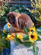 Minilop ram juni 2023, Animaux & Accessoires, Rongeurs & Lapins | Accessoires, Enlèvement