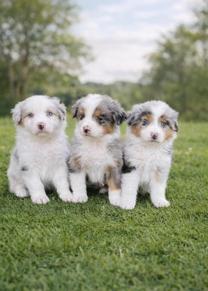 Beaux chiots bergers australiens, Animaux & Accessoires, Chiens | Bergers & Bouviers, Plusieurs animaux, Berger, Éleveur | Professionnel