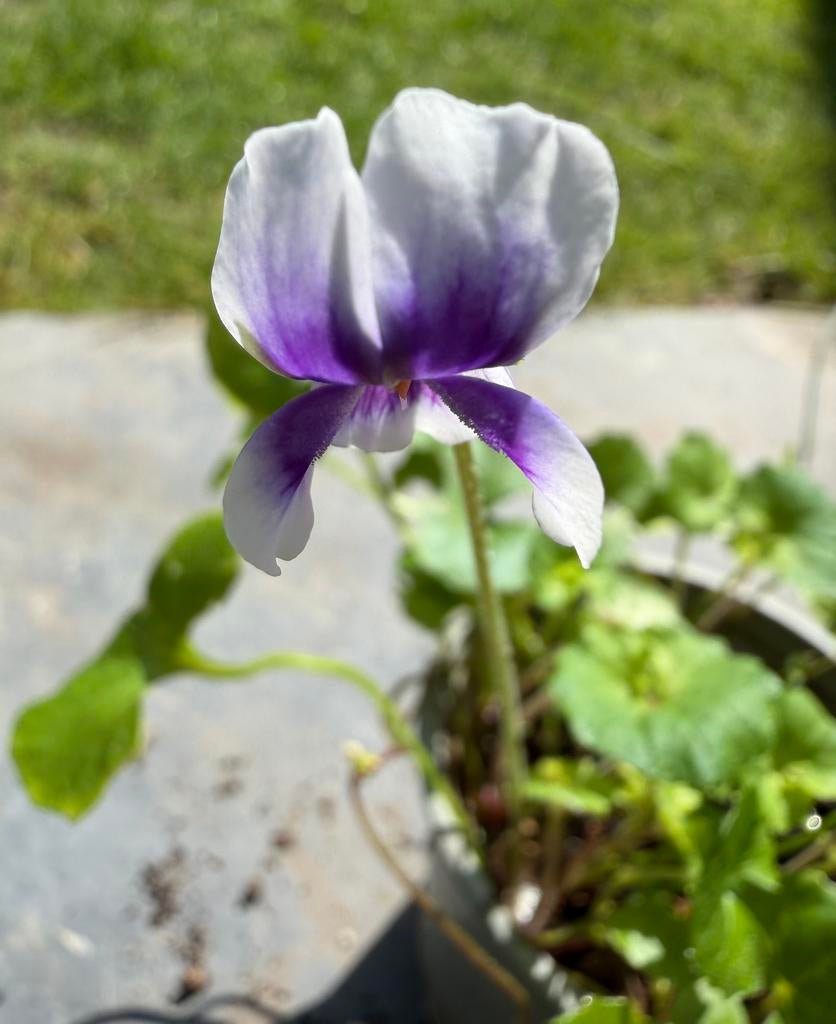 Klimviooltje, Ophalen