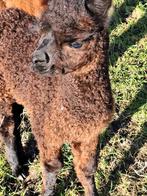 Alpaca merrie met merrie aan de voet, Juni, Meerdere dieren