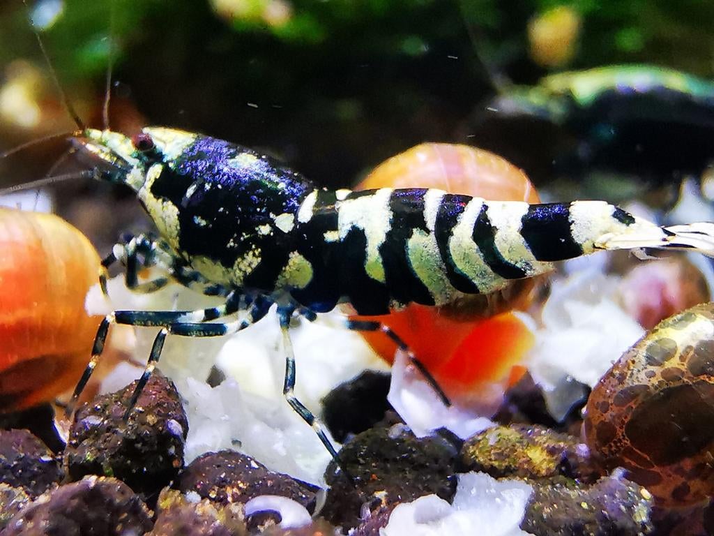 Nanashi metallic genen garnalen