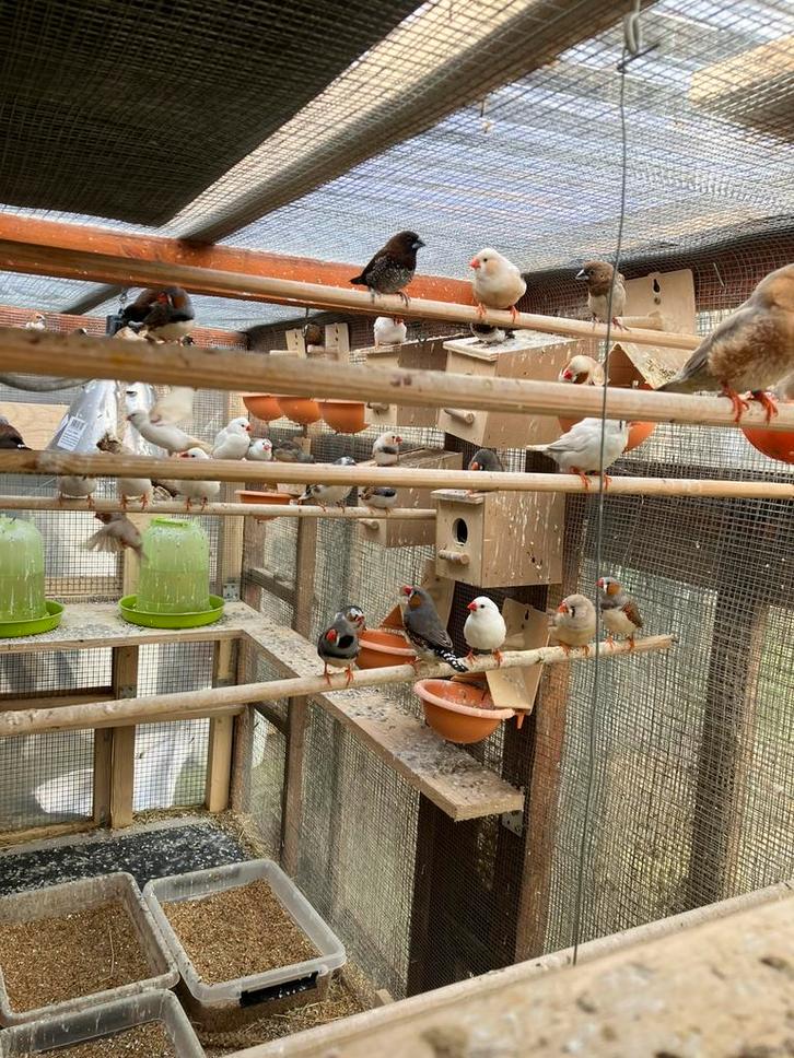 Laatste kans: DIT WEEKEND: 4 ZEBRAVINKJES VOOR 20 EURO !, Animaux & Accessoires, Oiseaux | Oiseaux Autre, Oiseau tropical