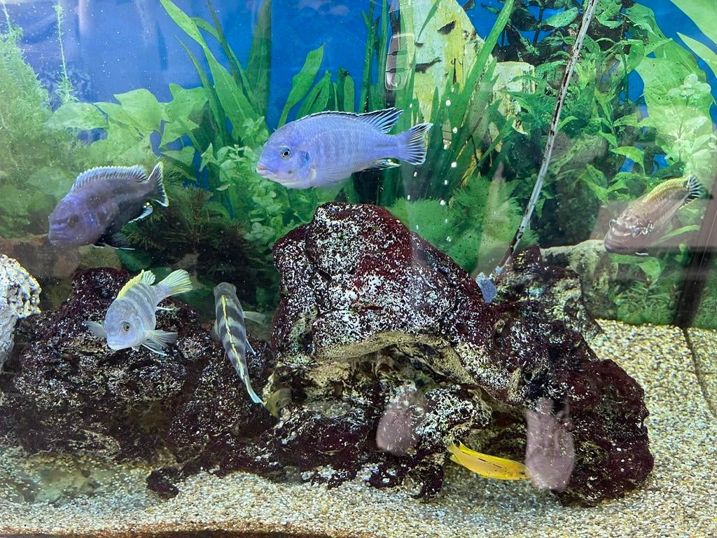 Malawichiliden, Meuble d'aquarium, Enlèvement, Utilisé, Chauffage