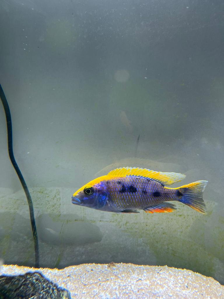 otopharynx lithobates sulphur head, Dieren en Toebehoren, Vis, Zoetwatervis, Schoolvis