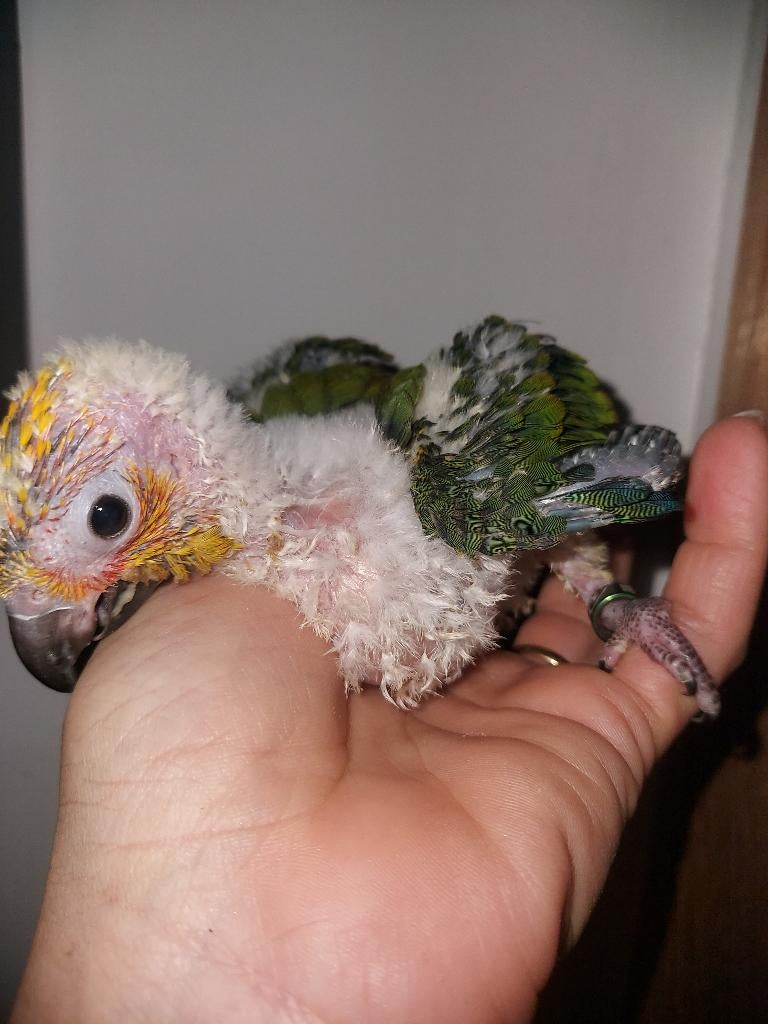 Cornure soleil eam, Animaux & Accessoires, Oiseaux | Perruches & Perroquets, Perroquet, Parleur