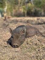 Cochon, Animaux & Accessoires