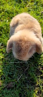 Super mooi nederlandse hangoor 6weken oud mannetje, Dieren en Toebehoren, Hangoor