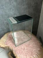 Glazen terrarium / insectenbak te koop., Dieren en Toebehoren, Wandelende tak