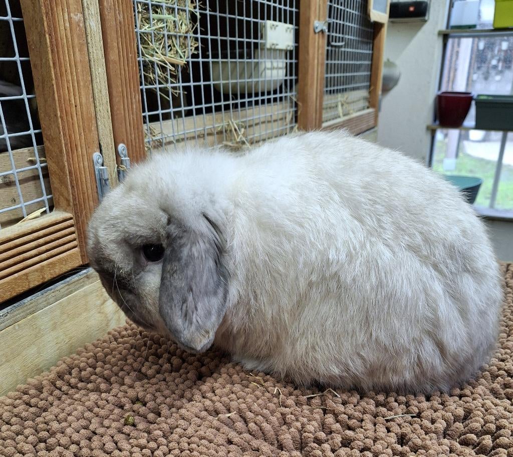 Minilop Ram, Dieren en Toebehoren, Mannelijk, Dwerg, Hangoor, 0 tot 2 jaar