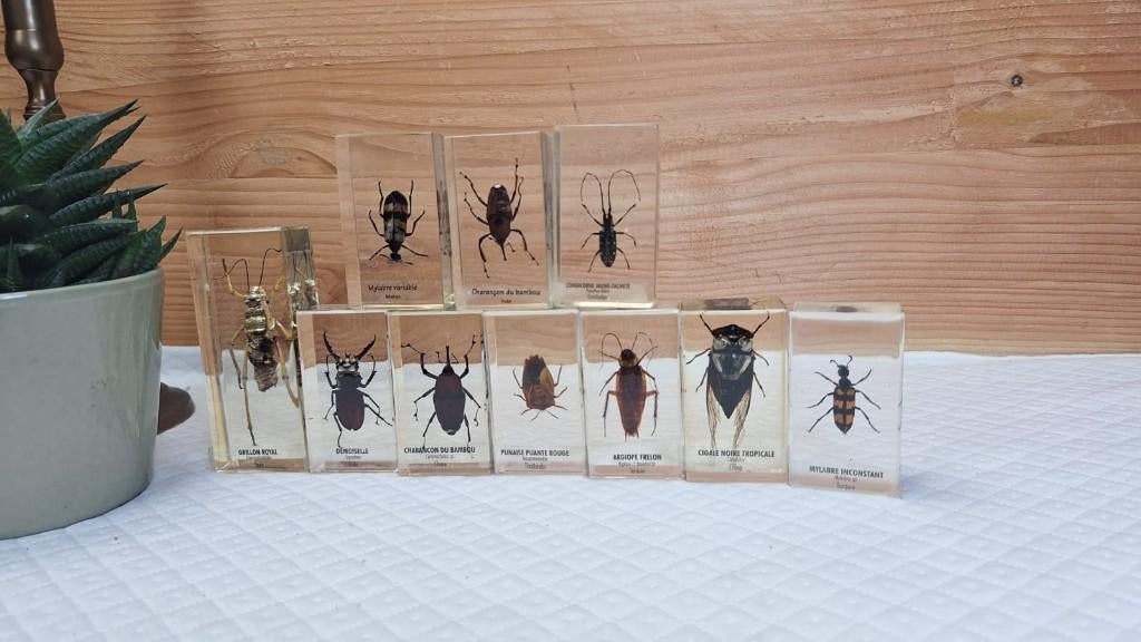 Taxidermie - Opgezette Insecten in epoxy, Verzamelen, Ophalen of Verzenden, Gebruikt, Insect, Opgezet dier