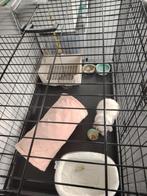 Dwerg hangoortje, Dieren en Toebehoren, Konijnen, Vrouwelijk, Dwerg, Hangoor, 0 tot 2 jaar